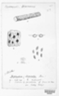 Diplodia ilicicola image
